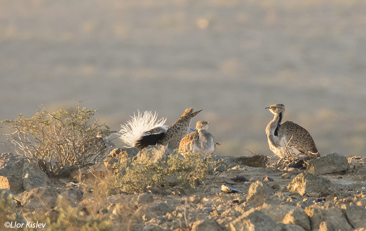 Macqueen‘s Bustard ,Nitzana ,february 2016.Lior Kislev